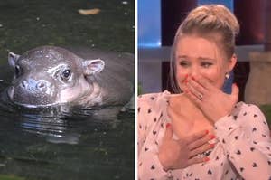 a baby hippo on the left and kristen bell crying on the right