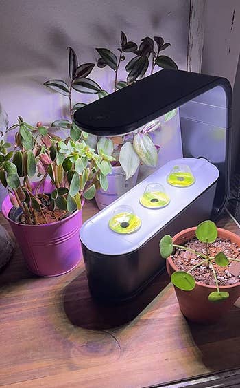 A reviewer's image of the AeroGarden set up and ready for growing