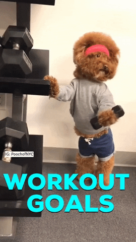 Puppy dog standing on two legs with crop top and shorts lifting weights
