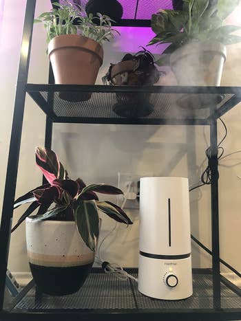 reviewer photo of humidifier on a shelf with plants