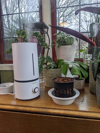 reviewer photo of humidifier emitting steam next to plants