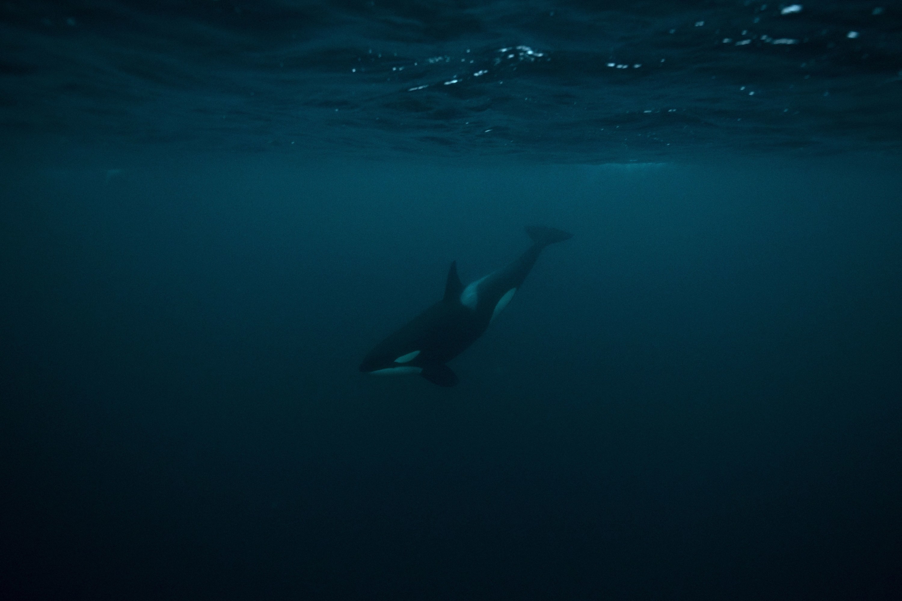 An orca is pictured in the fjords of Skjervøy, northern Norway