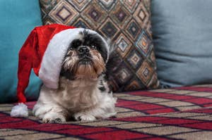 A small dog with a Santa Claus hat sits in a carpet. 