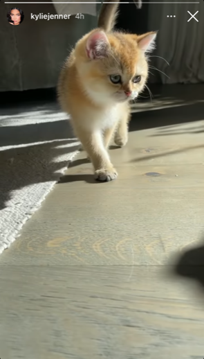 Orange-y brownish tiny kitten with blue eyes and pink ears walking along the floor