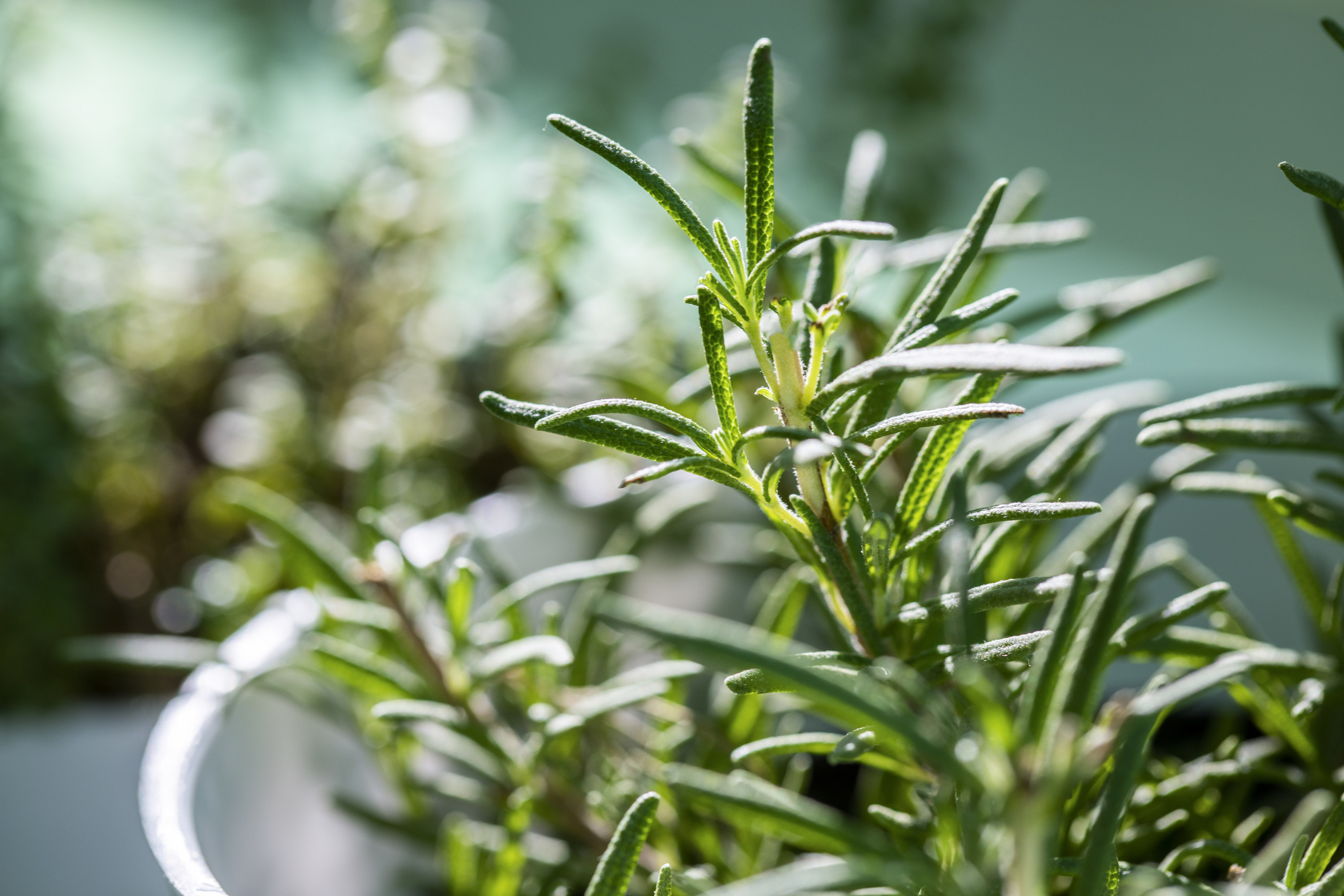 A close-up image of a rosemary plant
