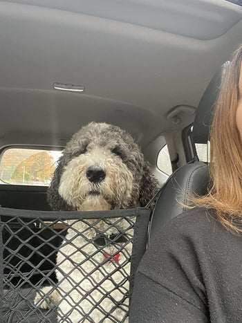 Reviewer image of dog in backseat behind black net barrier