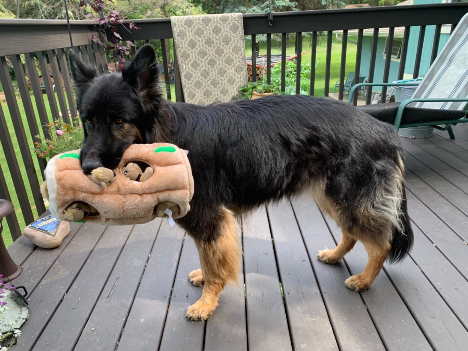 Reviewer photo of a German Shepherd holding the tree stump toy with squirrels inside in their mouth