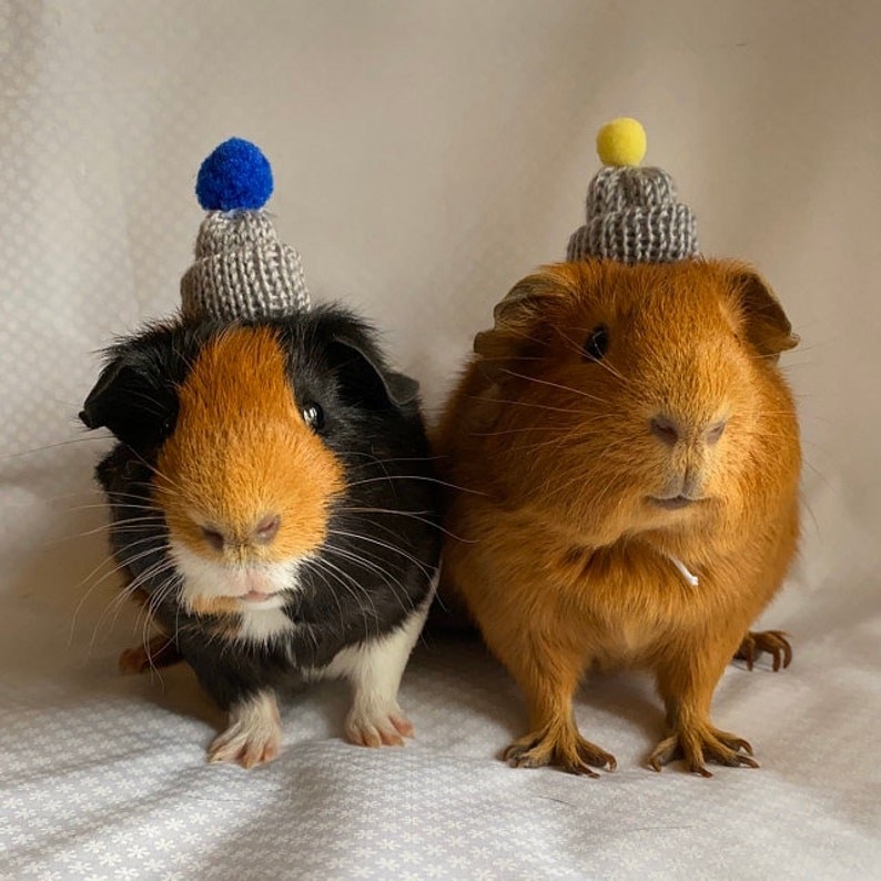 Two guinea pigs wearing tiny little grey beanies with pom-poms on top