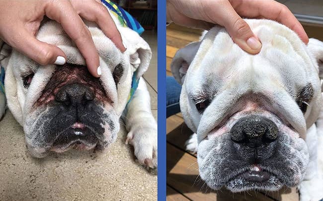 A before and after photo of a person pulling up a wrinkle on a bulldog to show stains and dirt and then how clean it got