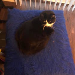 Reviewer photo of their black cat on top of the blue faux fur rug