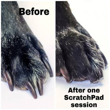 A before and after of a dogs paw with trimmed nails
