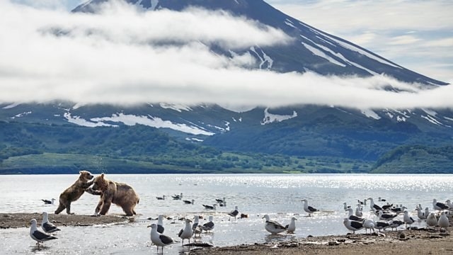 a huge mountain with two bears and some seagulls in front of it