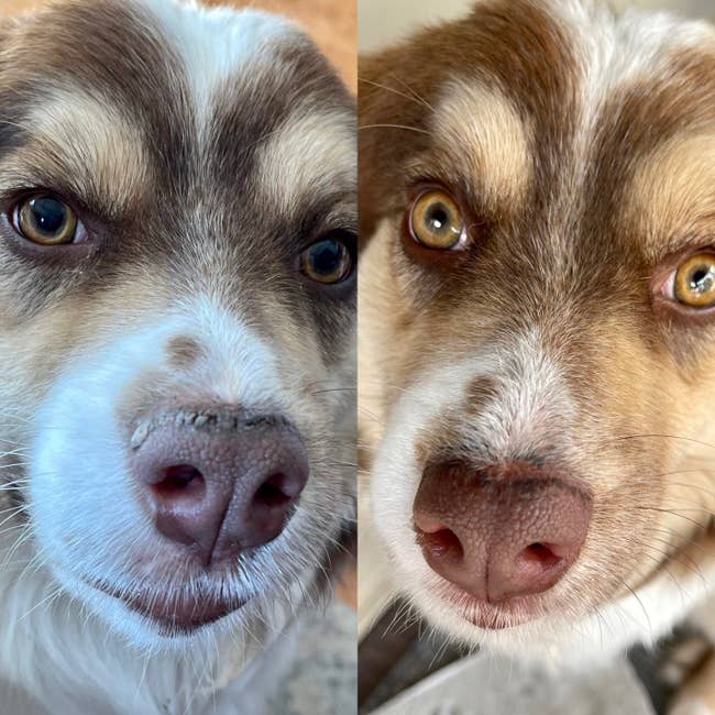 A before and after reviewer photo of a dog's snout cracked and then soft and healthy