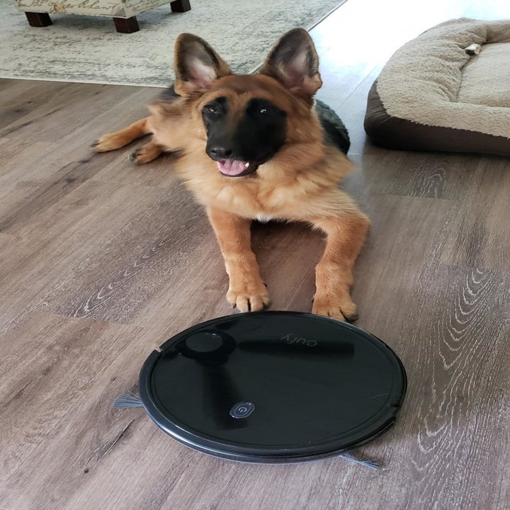 the vacuum which is nearly flat and circular beside a German Shepherd