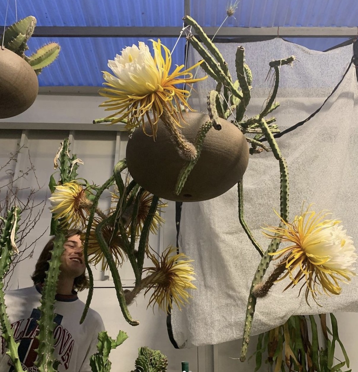 Hanging cacti plants inside