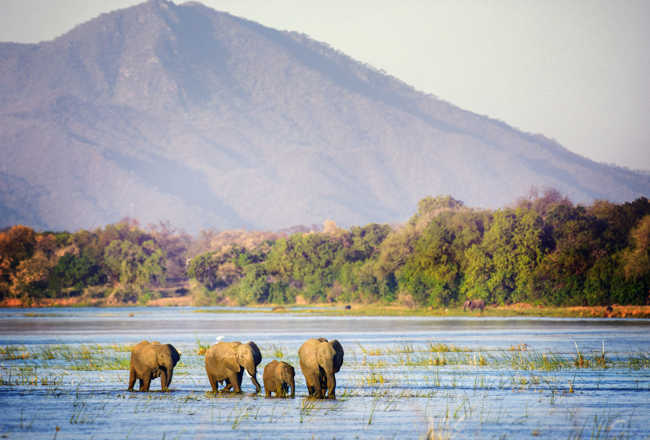 A small Elephant family wading through the water.