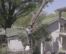 Tree falling down on a house