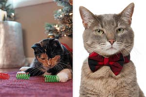 On the left is a cat playing with spring toys and on the right is a cat in a plaid bow tie.
