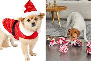 On the left is a dog in a Santa costume, and on the right is a dog playing with a rope toy.