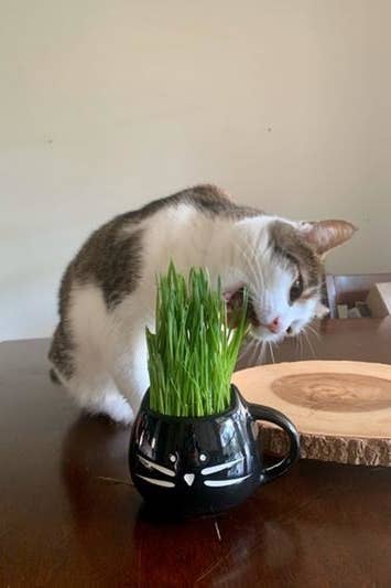 25 Cute And Practical Gifts For Cat Owners 25 Cute And Practical Gifts For Cat Owners