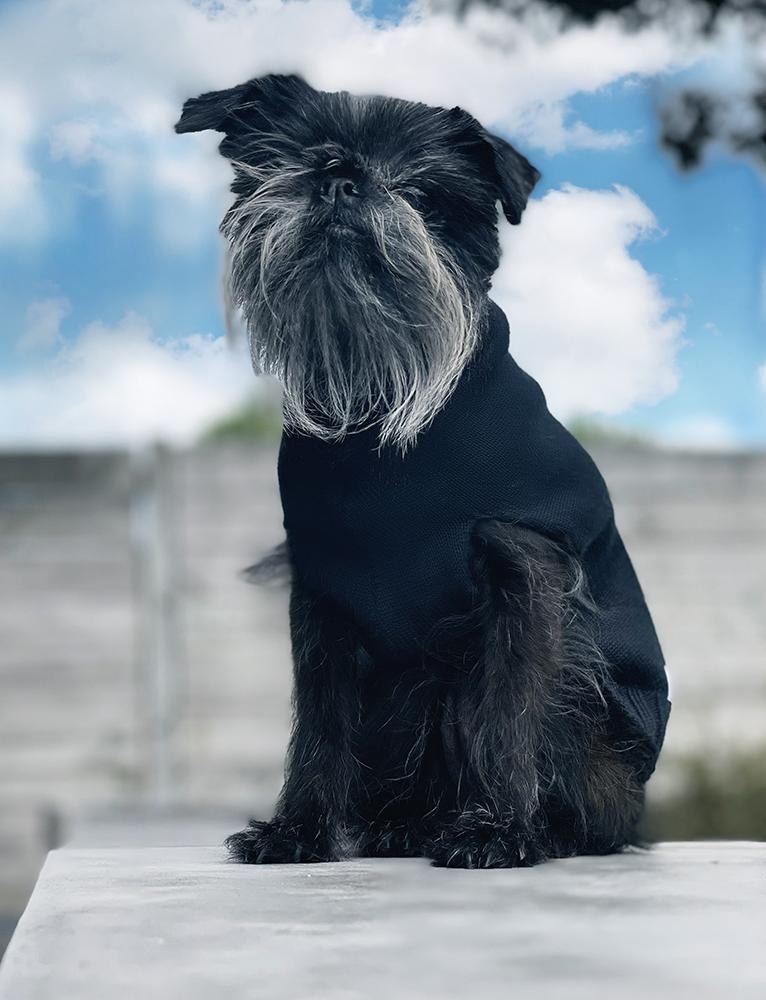 A black dog wearing a black knit sweater