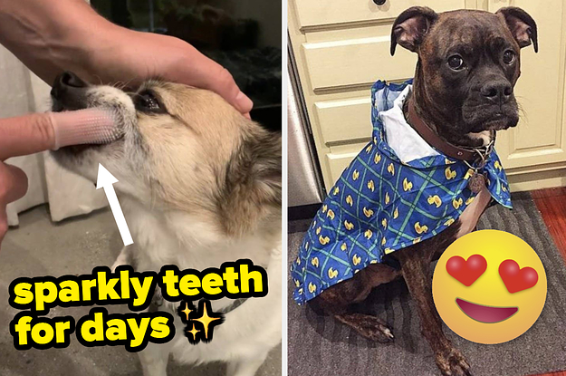A split thumbnail of two dogs