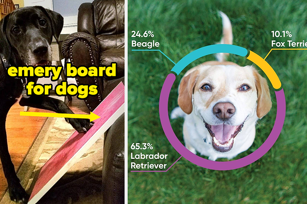 L: dog rubbing its nails on a filing board R: breakdown of a dog's genetic makeup