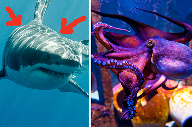 What Type Of Marine Animal Are You?