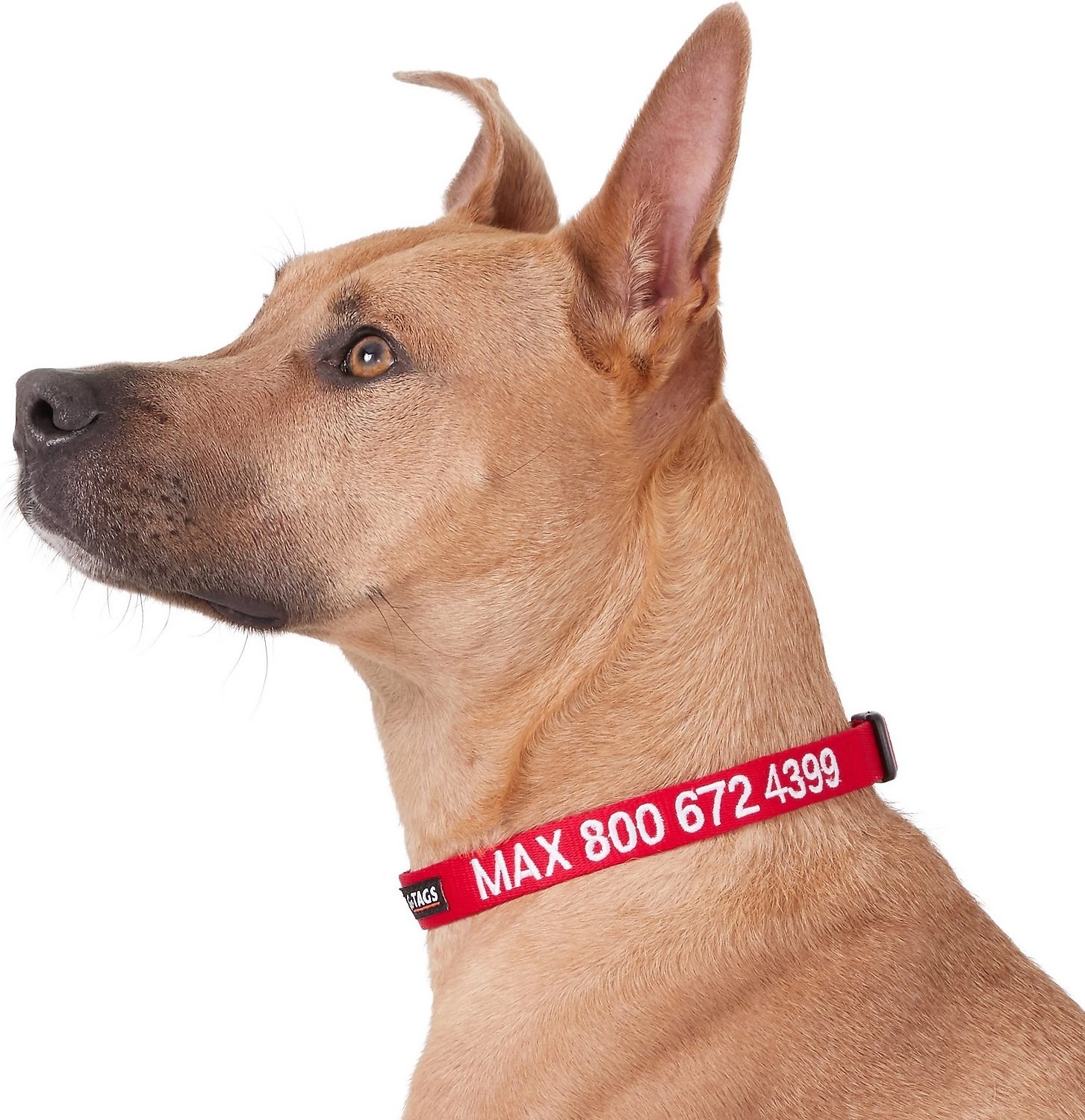 a dog wearing the red personalized collar