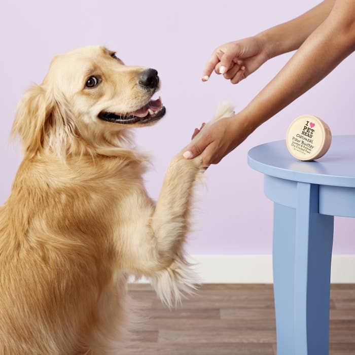 a model applying the butter to a dog&#x27;s feet