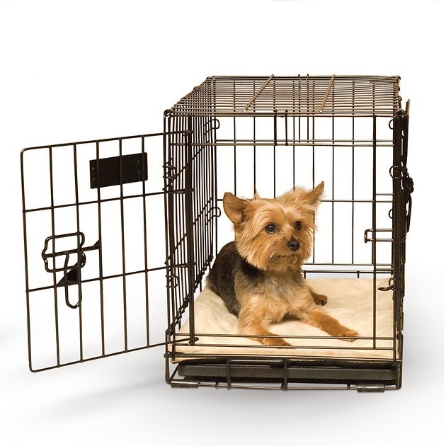 a small dog on the tan mat in a crate