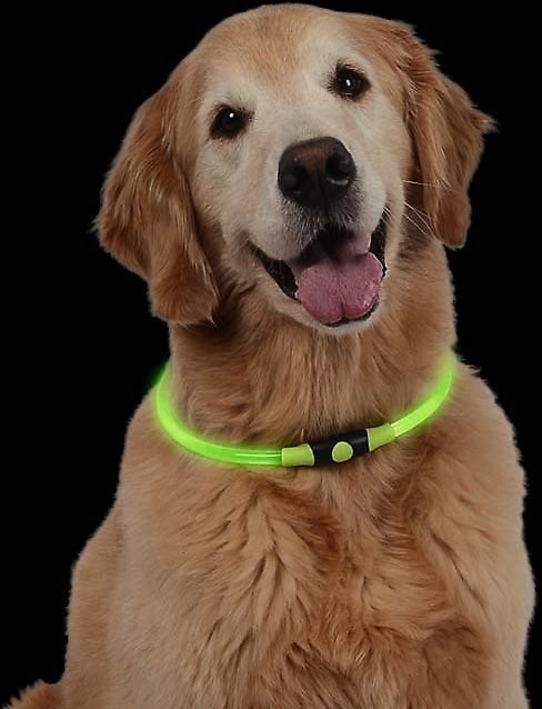 dog wearing green LED light collar