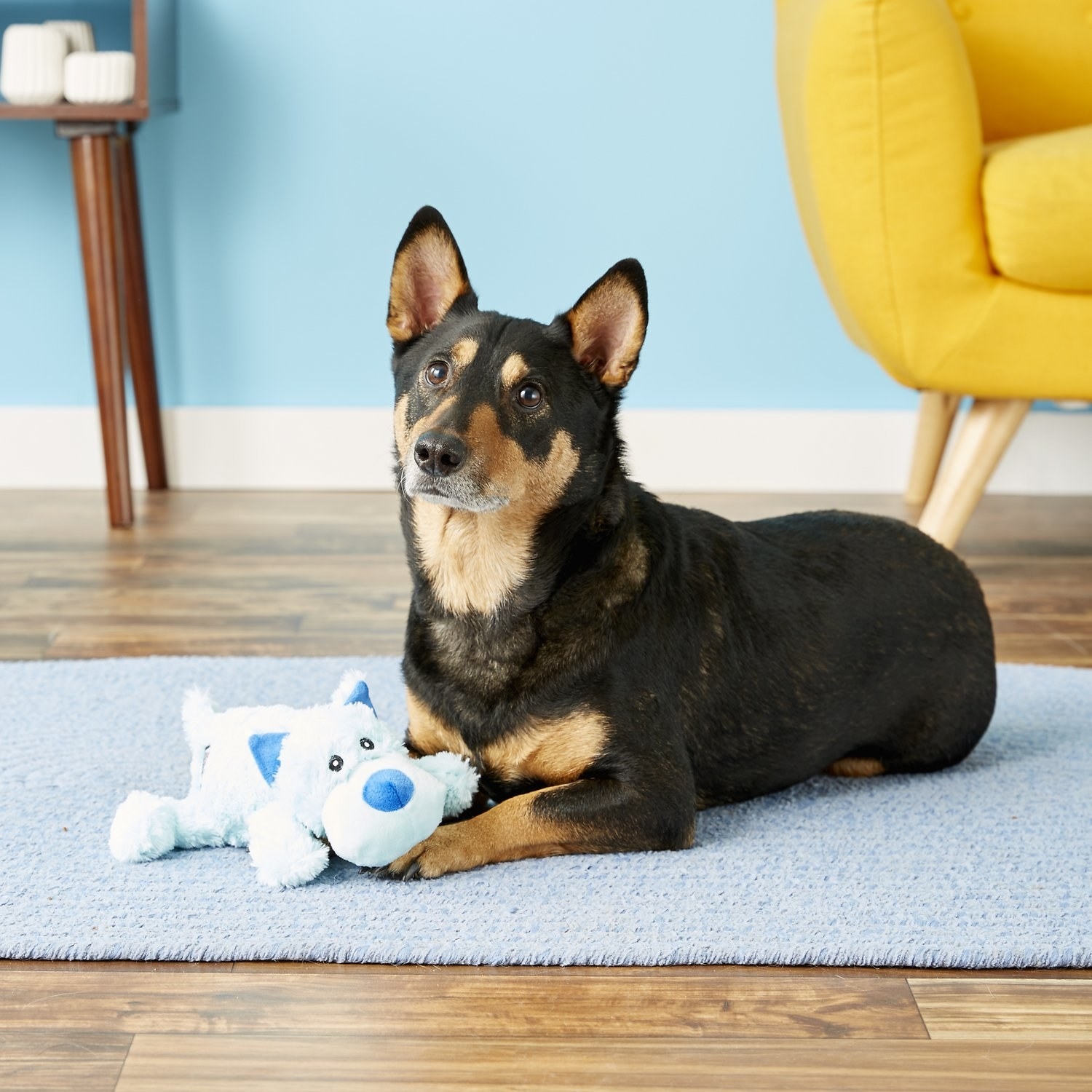 black and brown dog with a blue plush dog toy