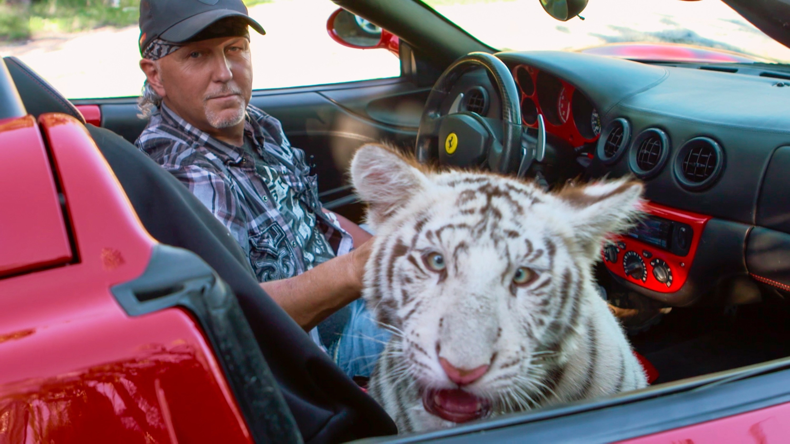 Joe sits in a convertible with a tiger