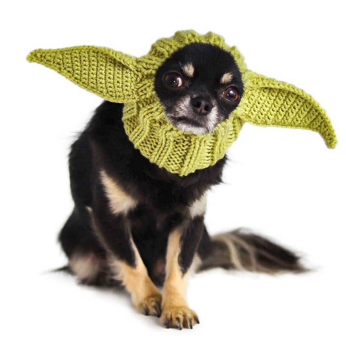 knit circular scarf with yoda ears on dog