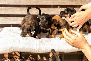 Four one month old brown brindle Jack Russell puppies standing on a garden bench. Out in the sun for the first time. Many hands to keep the dogs in place. Animal Themes, Selective Focus, Blur, Pillow.