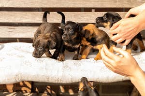 四个一个月大的棕色晶状体杰克·罗素（Jack Russell）幼犬站在花园长凳上。第一次在阳光下。许多双手将狗固定在适当的位置。动物主题，选择性焦点，模糊，枕头。