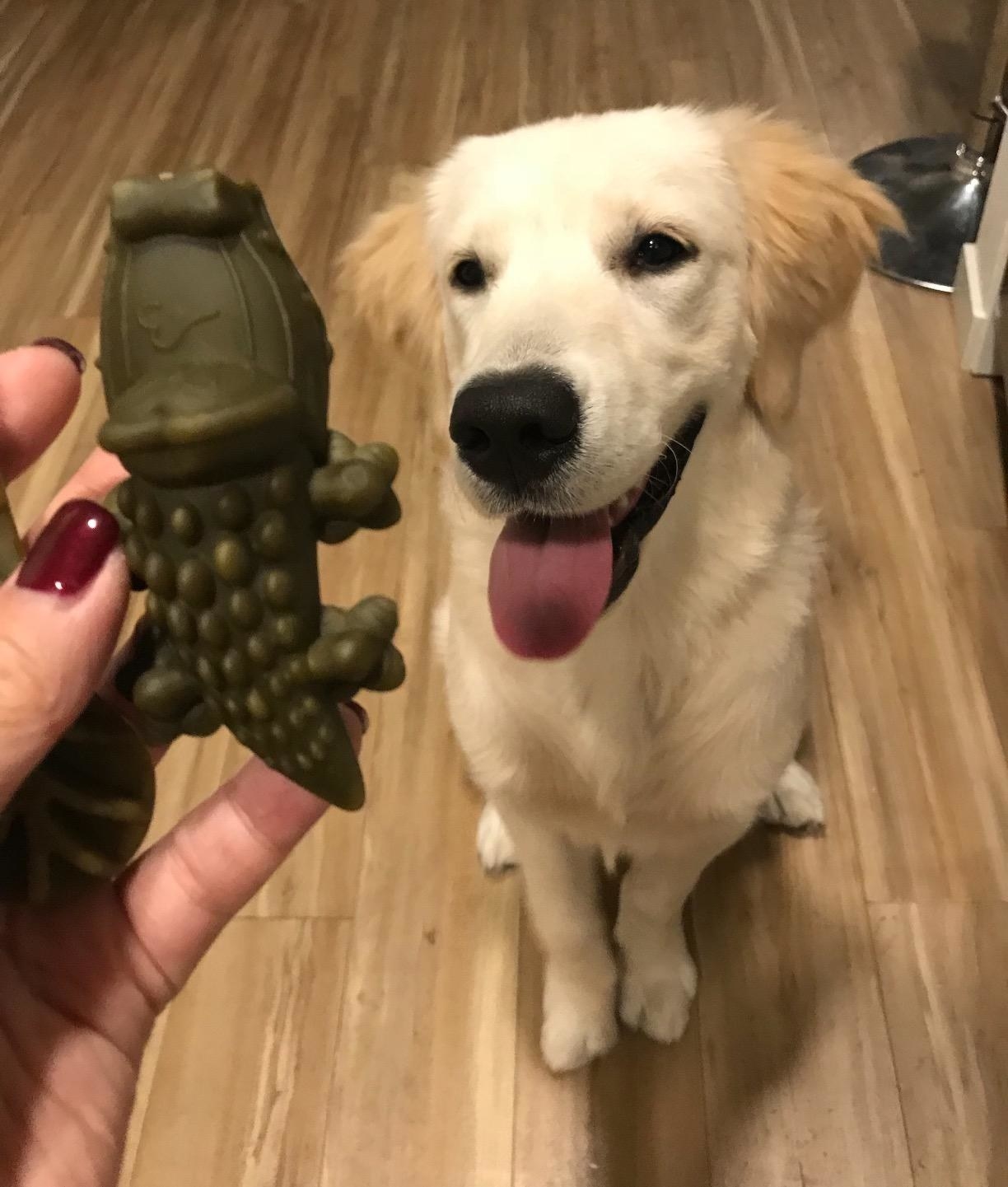 dog staring at an alligator-shaped treat