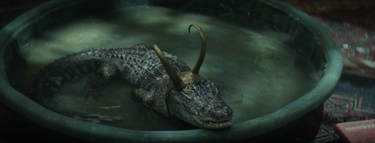 Loki Alligator in a pool
