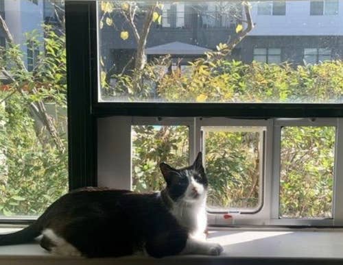 cat sitting on windowsill in front of the door