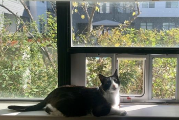 cat sitting on windowsill in front of the door