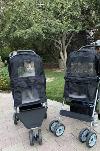 two matching strollers, each with a cat inside