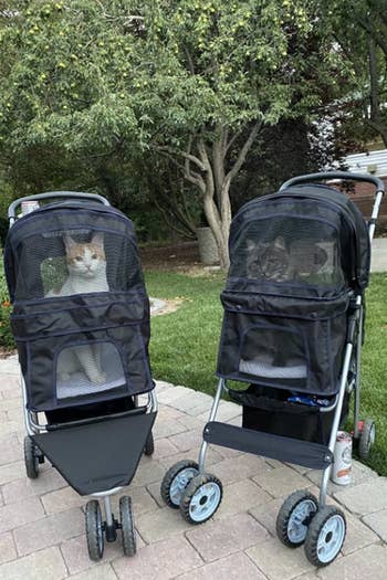 two matching strollers, each with a cat inside