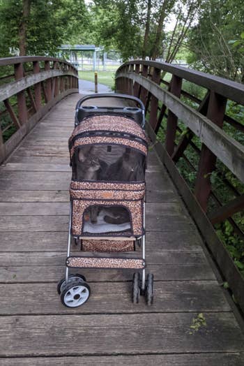 reviewer's leopard print stroller with two cats inside