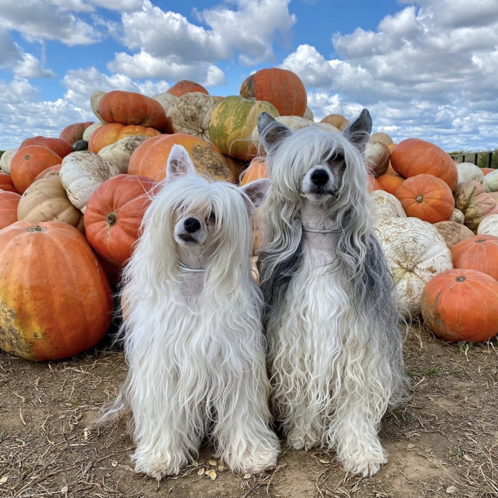 two chinese crested dogs with long hair