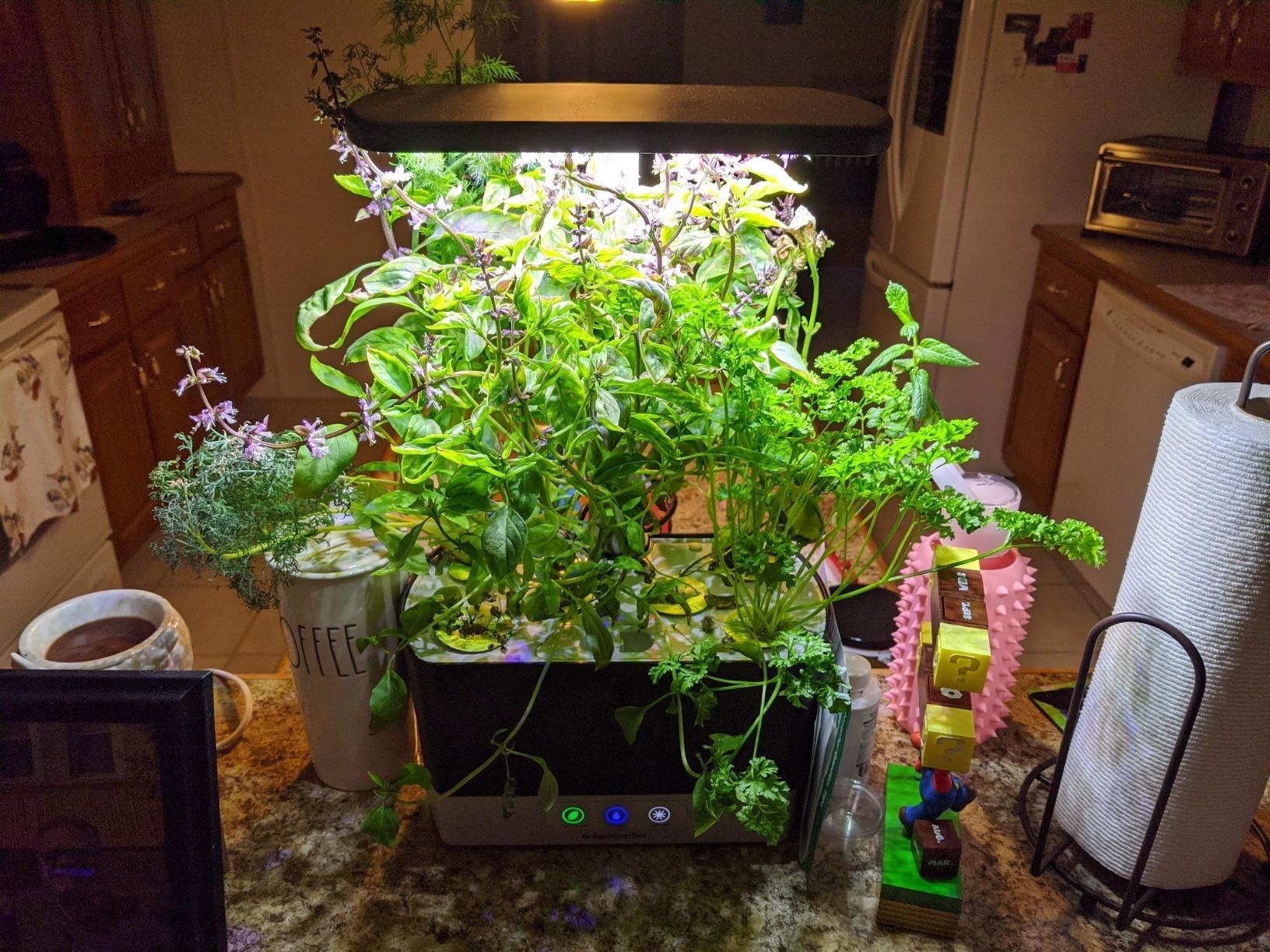 Reviewer photo of their indoor herb garden