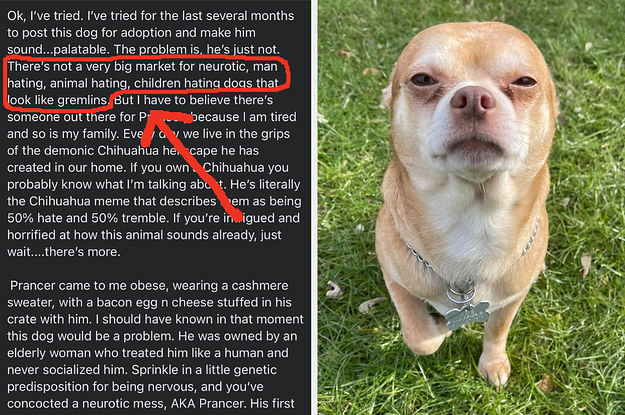 A chihuahua looking mad