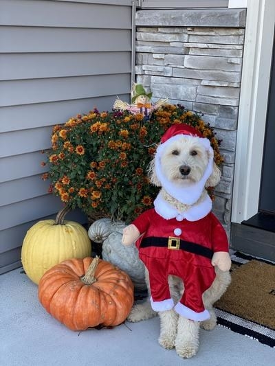 a dog in a santa costume
