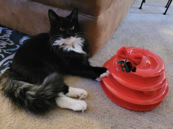 a reviewer&#x27;s cat sitting next to the red toy