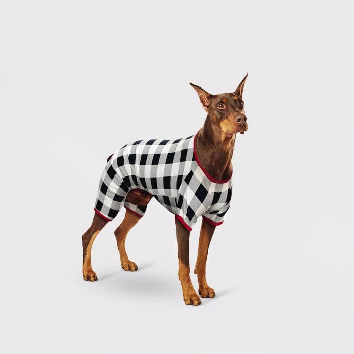 A dog wearing the flannel pajamas